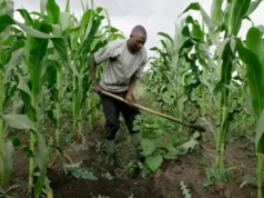 Hunger: Nigerians must return to farm- Don