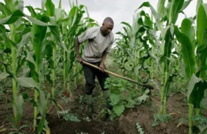 Hunger: Nigerians must return to farm- Don