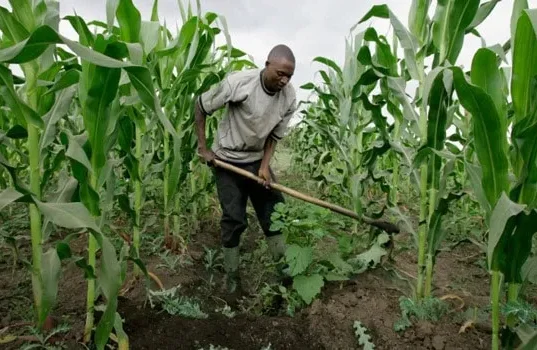 Hunger: Nigerians must return to farm- Don